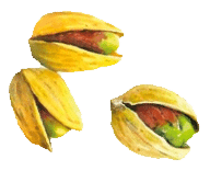 pistache